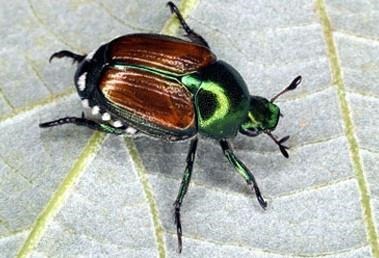 Japanese Beetles Emerging In Corn And Soybean